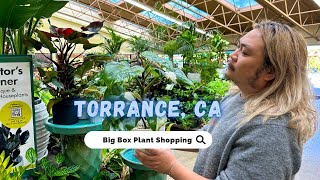 The Best Plant Town - 3 Big Box Stores With Rare Plant Finds!