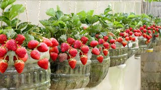 No need for a garden, Growing Strawberries at home is very easy and has a lot of fruit