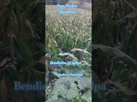 SAN PEDRO MASAHUAT.. BENDICIÓN DE MILPA