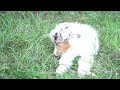 Australian Shepherd welpen kaufen