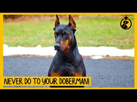 5 Things You Must Never Do to Your Doberman Pinscher