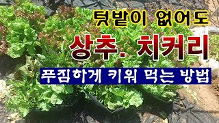 [텃밭농부 1,855]  부직포화분과 액비를 이용하여 쌈채소 푸짐하게 키우는 방법. #상추재배 #치커리재배