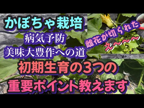 カボチャの栽培: 最もよくある 3 つの間違い 植物