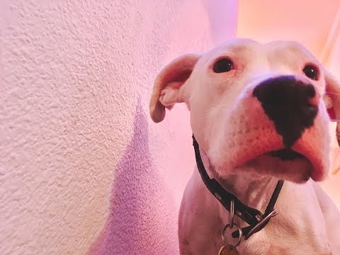 Egyptian Street Dog vs. Mexican Street Dog ✰ Puppy battle! ✰✰✰✰  الكلب vs. ¡perro!