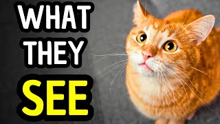 How Cats See Humans – The Science Every Cat Owner Should Know
