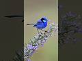 Splendid Fairy Wren #birds #cutebirds #shorts #youtubeshorts #shortsvideo #bluebird #funny #fyp