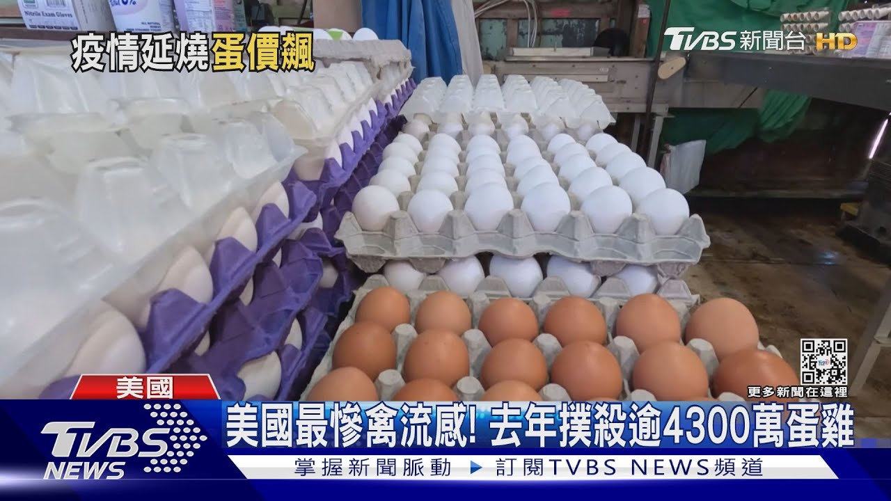 美國鬧「雞荒」通膨+禽流感 平均蛋價逼近臺灣
