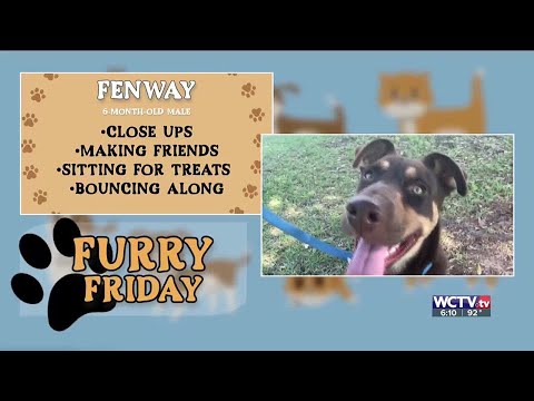 Furry Friday - Meet Fenway