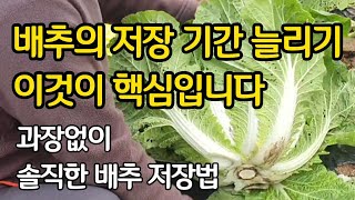신문지와 비닐보다 이것이 배추의 저장에 더 중요합니다.  과장없이 솔직한 배추 저장 방법