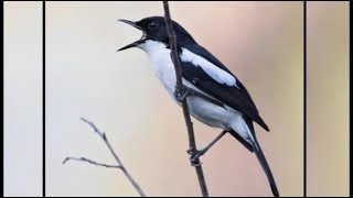 Download lagu MASTERAN PIKAT BURUNG DECU KEMBANG mp3 mp3