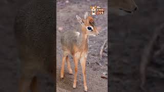 ANIMAIS SILVESTRES FOFOS !! #animaisfofinhos #pets #animalphotos