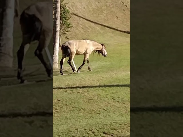 Vídeo relacionado con Wild Republic - Mini caballo de Peluche Cuddlekins, 20 cm, color marrón (13595)