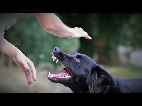 😳que significa soñar con perros BRAVOS que te QUIEREN MORDER😳