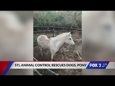 30 dogs, blind pony rescued in Fenton - YouTube