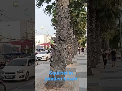 #jomtienbeach #squirrel #beach #shortsfeed #india #bangladesh #animals #viralshorts #shorts #short