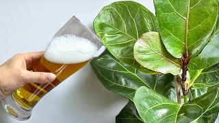 Magisch! 1 Produkt und FICUS-Blätter werden sofort glänzend und hell 🌿