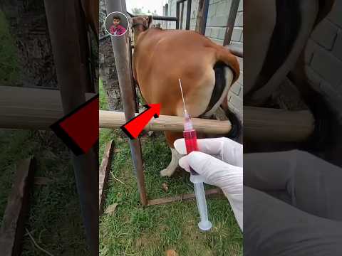 ইনজেকশন দেওয়ার আগে 😲🐄 #facts #shortvideos #shortsfeed