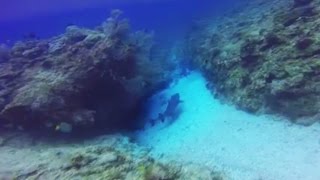 オードリーダイビングサービス(Audrey Diving Service)