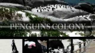 preview picture of video 'Boulders Penguin Colony - Cape Town, South Africa'