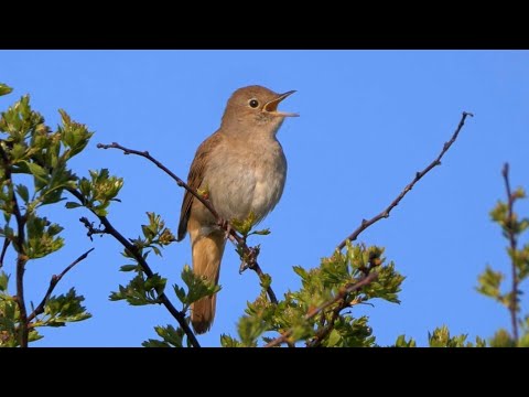 Ultimate Nightingale Birdsong For 8 Hours Of Relaxation