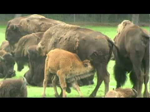 PL1: SEXUAL REPRODUCTION DISADVANTAGES