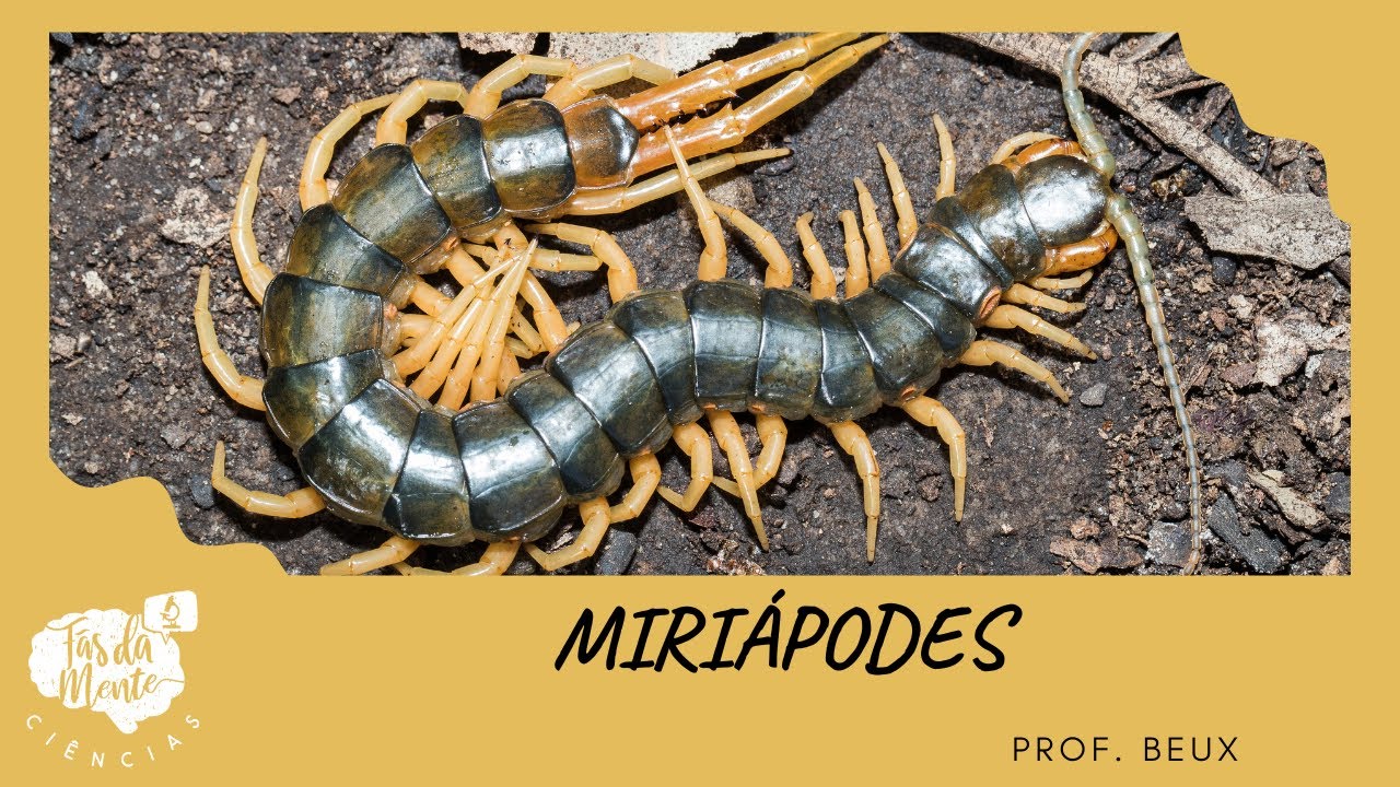 MIRIÁPODES - Ensino Fundamental