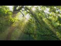 stock footage beautiful summer morning in the forest sun rays break through the foliage of magnifice
