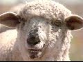 Sesame Street What Sound Does A Sheep Make