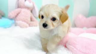 ハーフ犬の動画01