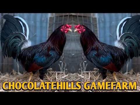 Pure Foster Kelso Black McRae Roundhead - Chocolatehills Gamefarm