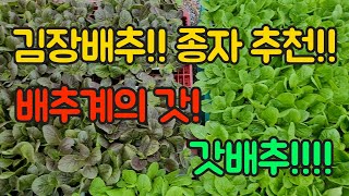 김장배추 잘 기르는법!! 칼슘부족 잡는 방법!!! 대공개!!