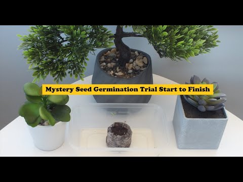 , title : 'Mystery seed germination trial Start to Finish. Are these Tomato seeds ? Are they viable ?'