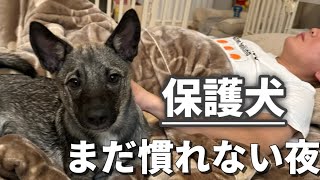 まだ仲良くなれてない保護犬が、パパ初めて一緒に寝た夜