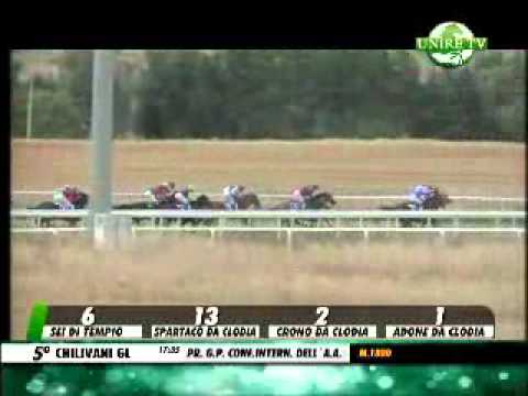 Gran Premio Confederazione Internazionale dell'anglo arabo 2014 (CONDIZIONATA)