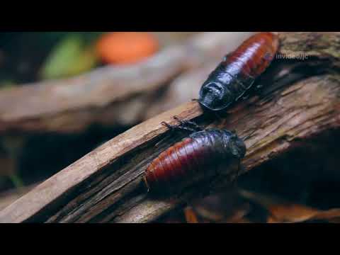 Insects of Bulgaria: A Closer Look at Tiny Ecosystem Heroes #animal2024 #wildlife