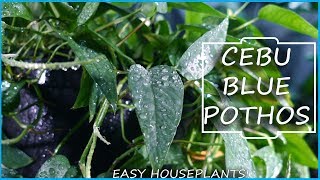 Cebu Blue Pothos! Epipremnum Pinnatum | New Houseplants