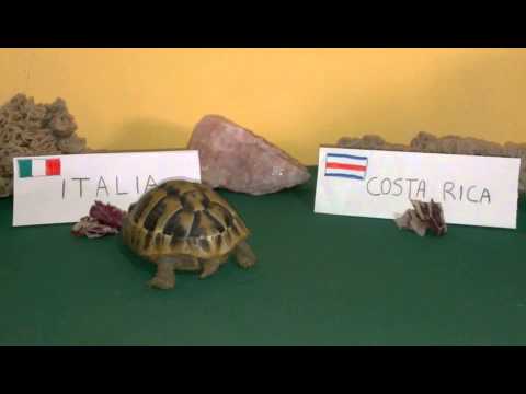 Pronostico tartaruga mondiali: Italia - Costa Rica