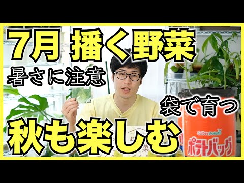 秋の菜園 – 7月から8月に種を蒔いたり植えたりするのに最適な野菜  庭園