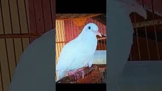 Download lagu Perkutut putih kapas gacor istimewa mp3