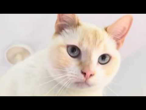 Woman brings home unwanted cat that's 'not all there'