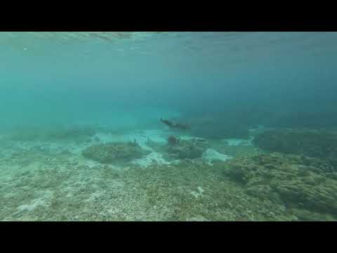 Ever snorkel Day 1.2