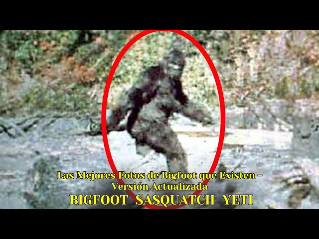 Vídeo relacionado con Bigfoot Sasquatch Yeti 2 unidades de 5.5 pulgadas de vinilo de alta calidad | Laminado con laminado protector UV | PD019