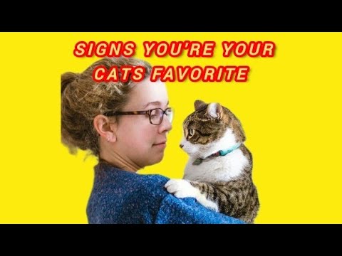 How To Become Your Cat’s Favorite Person .  How Do Cats Choose Their Favorite People