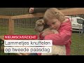 Lammetjes knuffelen en paaseieren zoeken | Dit is Flevoland
