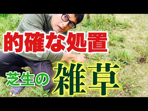 芝生の雑草と戦う トピックス