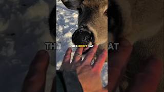 Is Bear Meat Tastier Then Beef? Joe Rogan