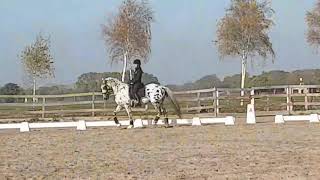 NEVADA appaloosa stallion, dressage training