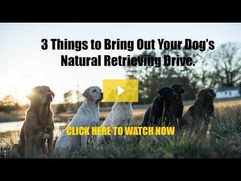 3 Things to Bring Out Your Dog’s Natural Retrieving Drive