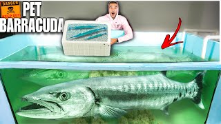 FINALLY CATCHING FISH FOR MY PET BARRACUDA!!