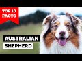 Australian Shepherd - Top 10 Facts